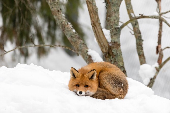 Ranua Wildlife Park Day: Visit the Arctic Animals - Is $154 a Fair Price?