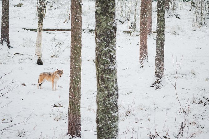 Ranua Wildlife Park Day : Visit the Arctic Animals! - Is the $151.78 price good value?