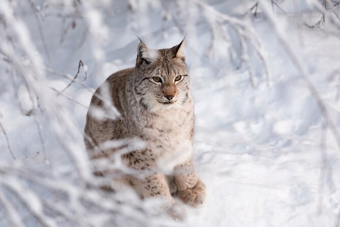 Ranua Wildlife Park Day: Visit the Arctic Animals - Meeting Your Guide in Rovaniemi or Santa Claus Village