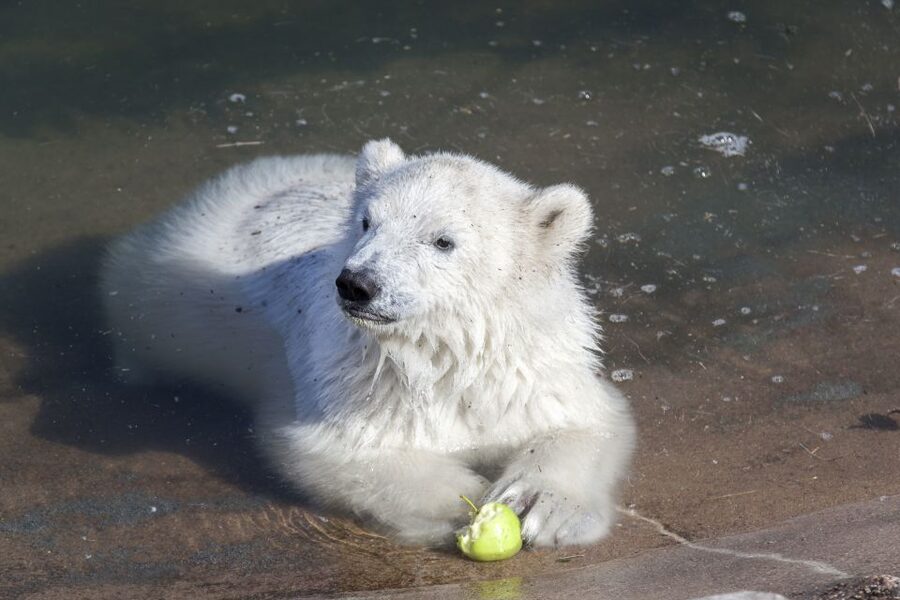 Ranua Wildlife Park Guided Tour from Rovaniemi - Key points at a glance