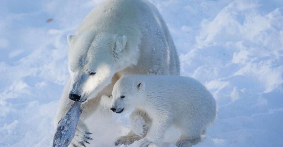 Ranua Wildlife Park Guided Tour from Rovaniemi - What to wear and bring