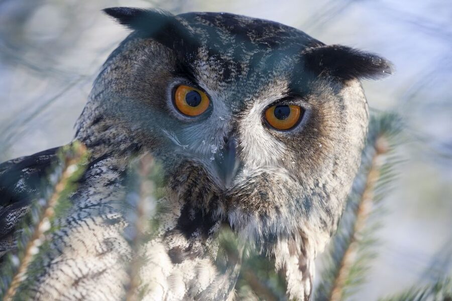 Ranua Wildlife Park Guided Tour from Rovaniemi - Why Ranua is worth the hour from Rovaniemi