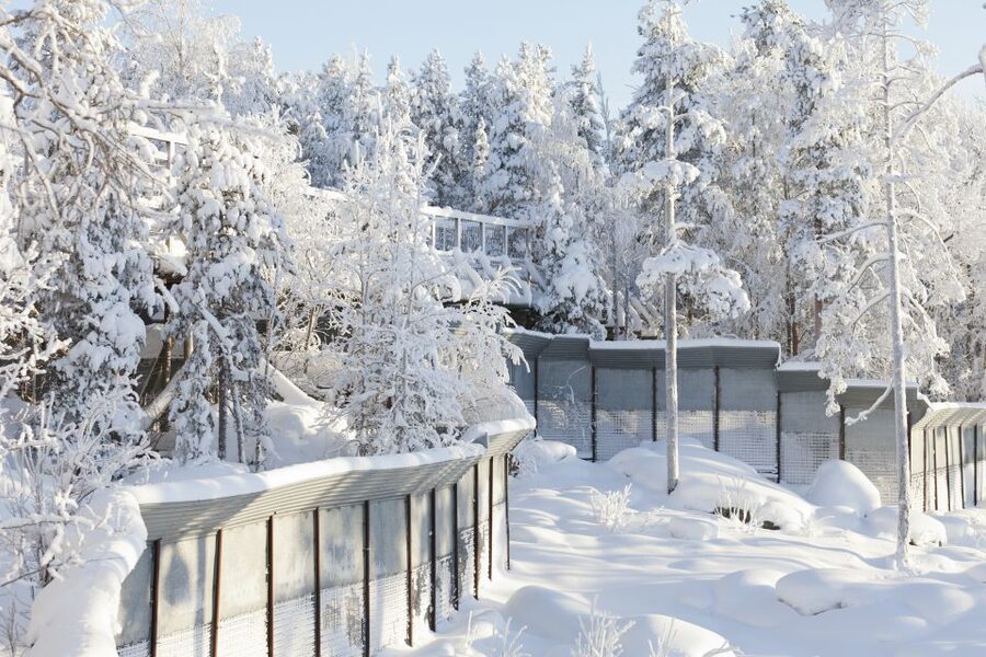 Ranua Wildlife Park Guided Tour from Rovaniemi - The polar bears are the main event
