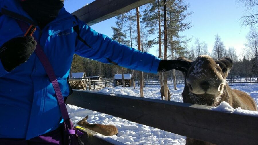 Ranua Wildlife Park Guided Tour from Rovaniemi - A guide who adds more than transport