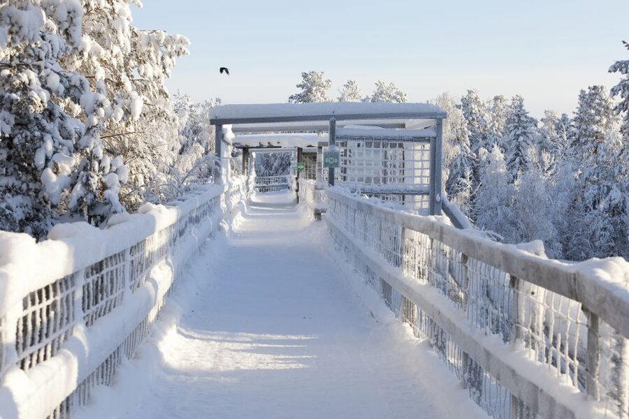 Ranua Wildlife Park Guided Tour from Rovaniemi - Coffee, lunch, and the Fazer sweets stop