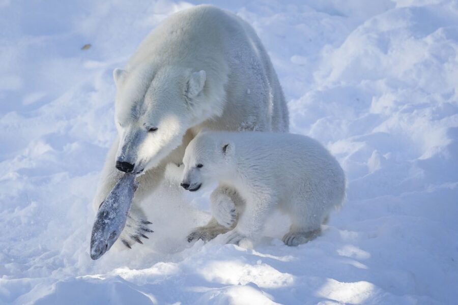 Ranua Wildlife Park Guided Tour from Rovaniemi - Is $165 a fair price?