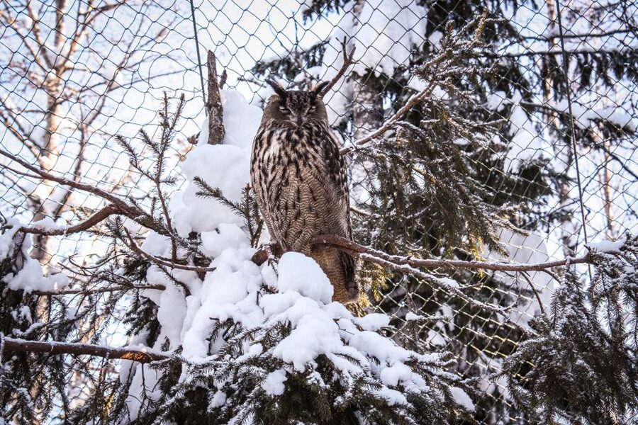 Ranua Wildlife Park Guided Tour from Rovaniemi - Who will enjoy this outing most?