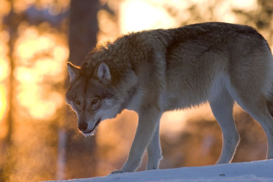 Ranua Wildlife Park Guided Tour from Rovaniemi - The drive from Rovaniemi and Santa’s Village
