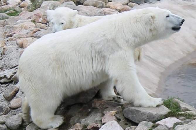 Ranua Zoo Family Tour from Rovaniemi - Booking, Pickup, and Cancellation Tips