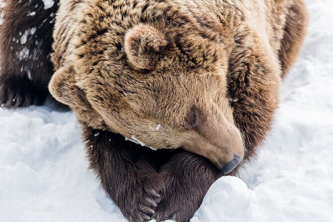 Ranua Zoo Family Tour from Rovaniemi - The One-Hour Drive to Ranua