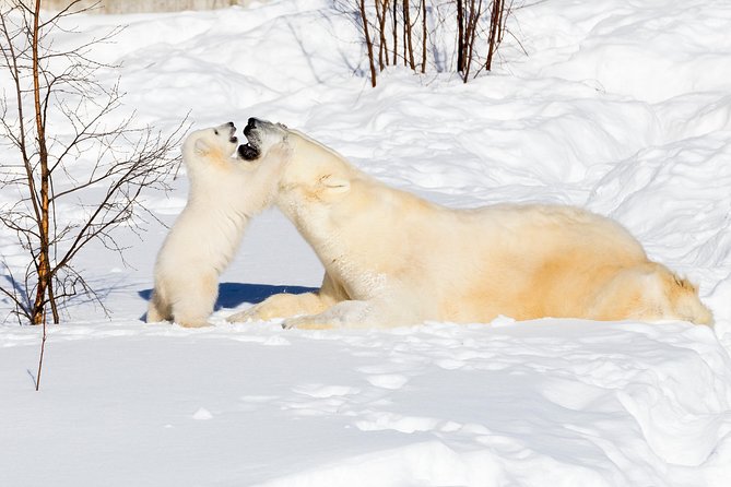 Ranua Zoo tour, optional lunch - The one-hour ride from Rovaniemi