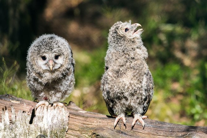 Ranua Zoo tour, optional lunch - What the guide service adds