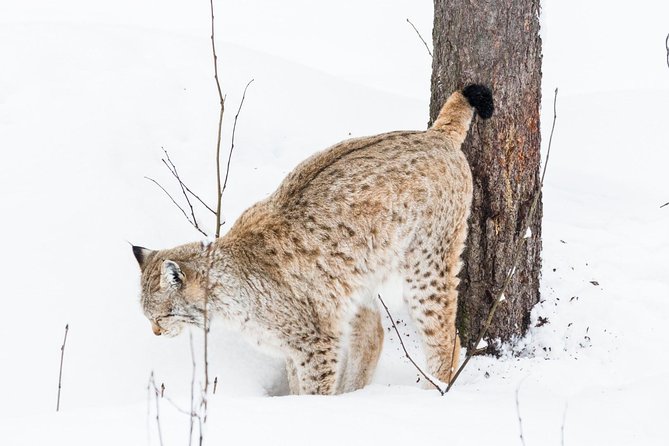 Ranua Zoo tour, optional lunch - Is $173.75 a fair price?