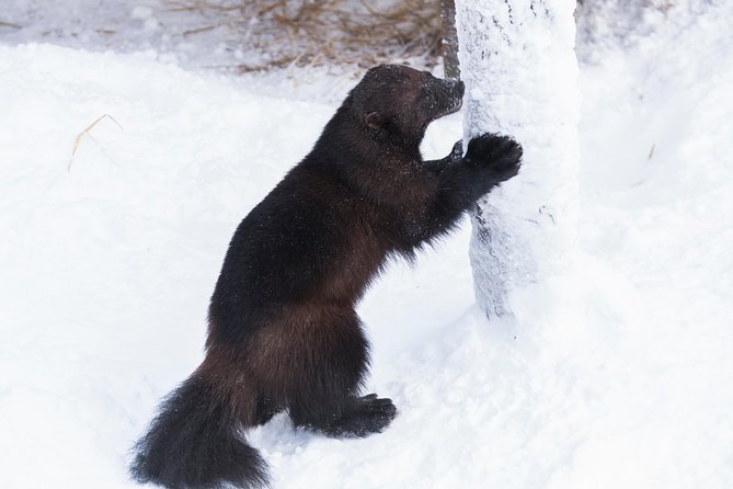 Ranua Zoo tour, optional lunch - Walking the 2.5 km Arctic animal route
