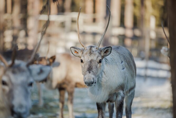 Reindeer Experience with Sledge Ride - Key points to know before booking