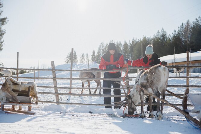 Reindeer Experience with Sledge Ride - A 500-meter sleigh ride, not a long safari