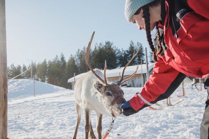 Reindeer Experience with Sledge Ride - Booking and cancellation details