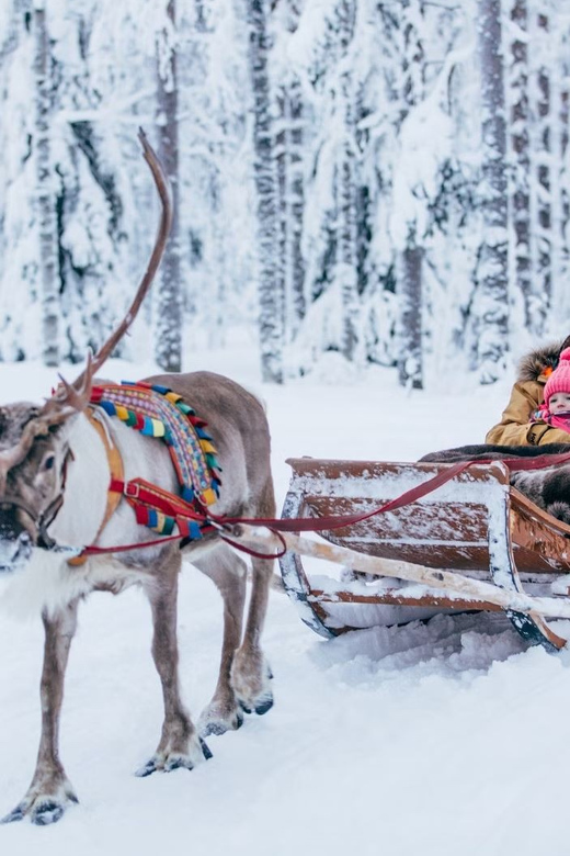 Reindeer Farm Visit with Sleigh Ride - Key points to know before you book