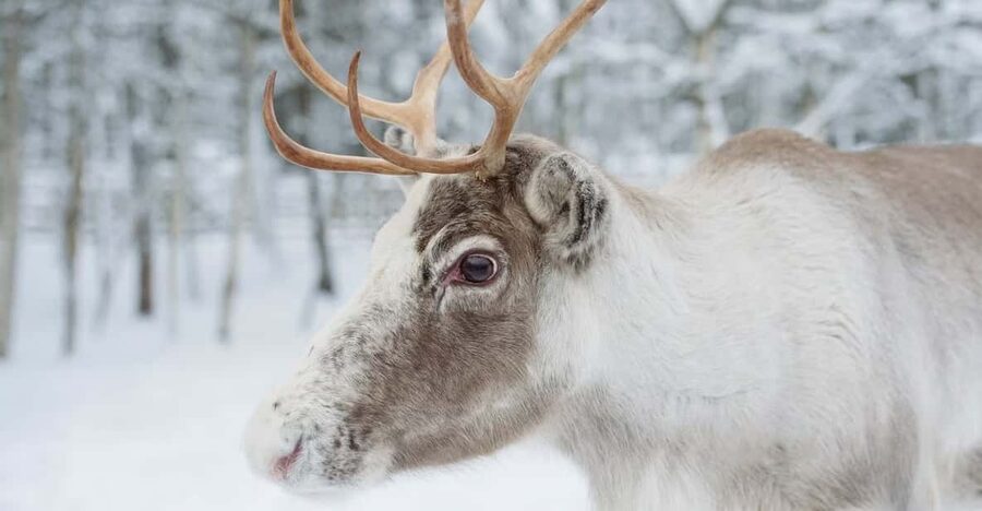 Reindeer Farm Visit with Sleigh Ride - What the short sleigh ride is really like