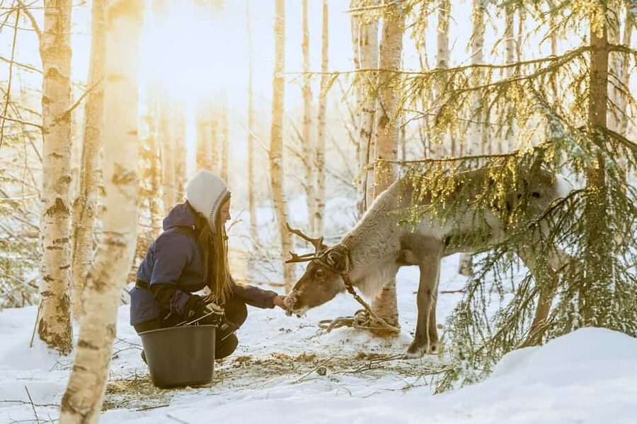 Reindeer Safari at a 200-Year-Old Farm & Long Sled Ride - What the 3-hour schedule really gives you
