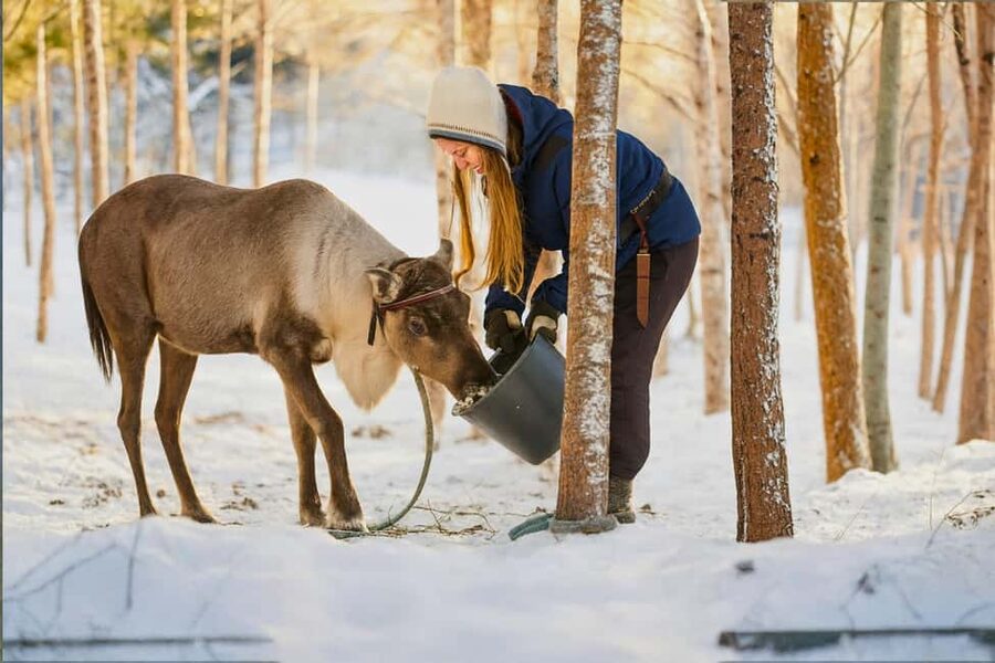 Reindeer Safari at a 200-Year-Old Farm & Long Sled Ride - The small-group advantage at a winter farm