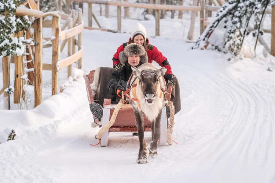 Reindeer Safari at a 200-Year-Old Farm & Long Sled Ride - The 2.5-kilometer reindeer sled ride