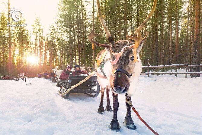 Reindeer Safari in Arctic Wilderness - Key points to know before booking