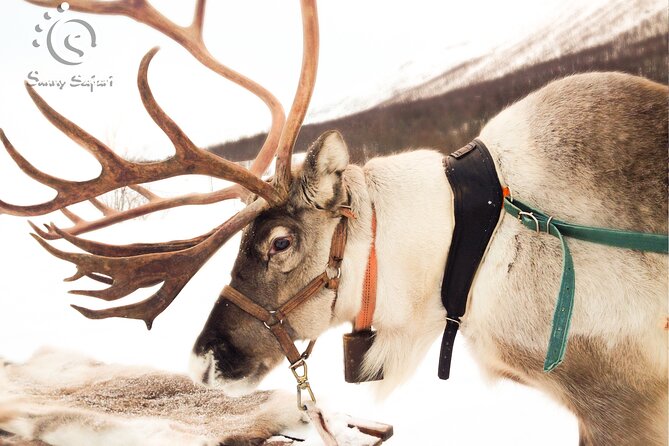 Reindeer Safari in Arctic Wilderness - A forest farm near Santa Claus Village