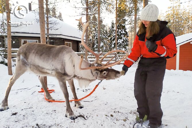 Reindeer Safari in Arctic Wilderness - Meeting the reindeer and their young