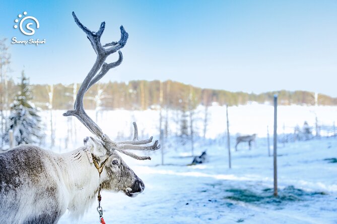 Reindeer Safari in Arctic Wilderness - A warm drink in the farmhouse
