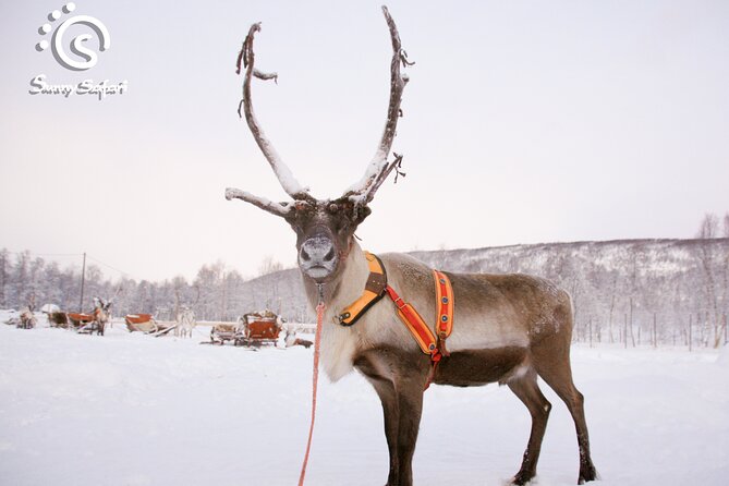 Reindeer Safari in Arctic Wilderness - How the logistics affect your day