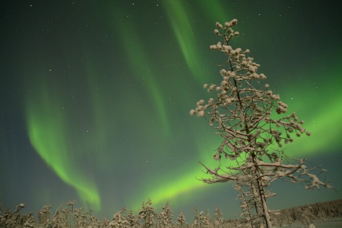 Reindeer Sleigh Ride Across the Night in Apukka Resort Rovaniemi - The sleigh ride through the snowy woods