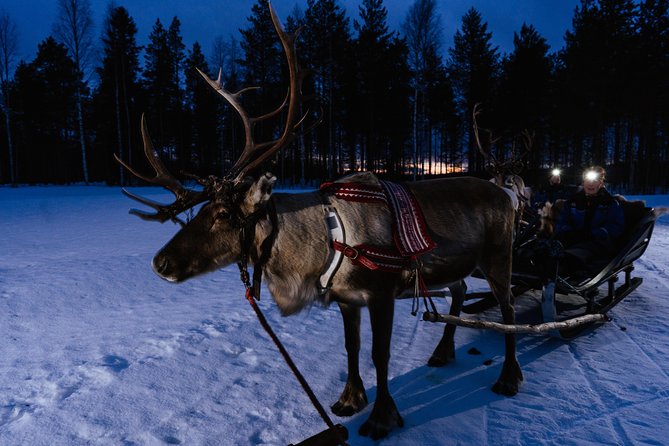 Reindeer Sleigh Ride Across the Night in Apukka Resort Rovaniemi - Searching for the Northern Lights