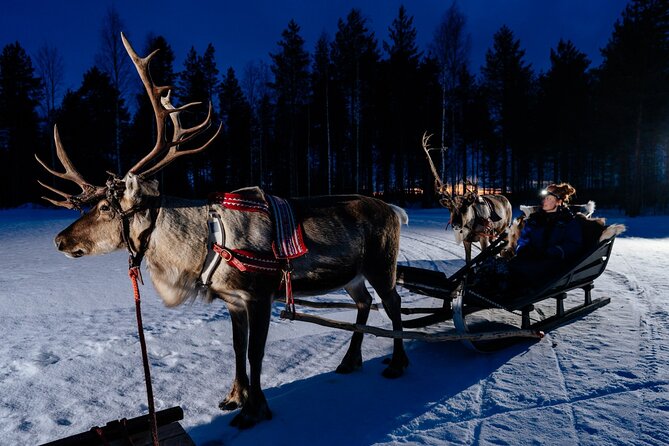 Reindeer Sleigh Ride Across the Night in Apukka Resort Rovaniemi - What happens at the reindeer farm
