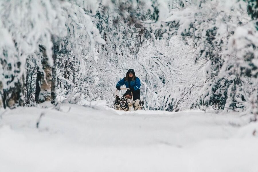 Rovaniemi: Apukka Husky Adventure - What driving a husky sled feels like