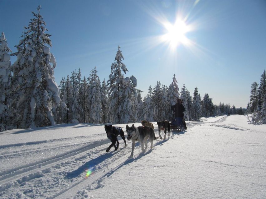 Rovaniemi: Apukka Husky Adventure - The winter route and the cold