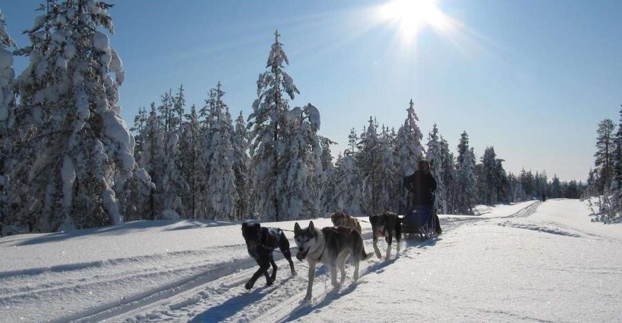 Rovaniemi: Apukka Husky Adventure - Is $237 a fair price?