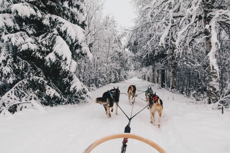 Rovaniemi: Apukka Husky Adventure - Meeting the dogs beyond the sled