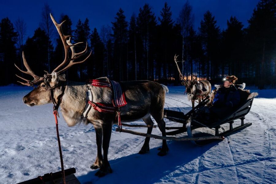 Rovaniemi: Apukka Reindeer Sleigh Ride at Night - The reindeer and the human side of the visit