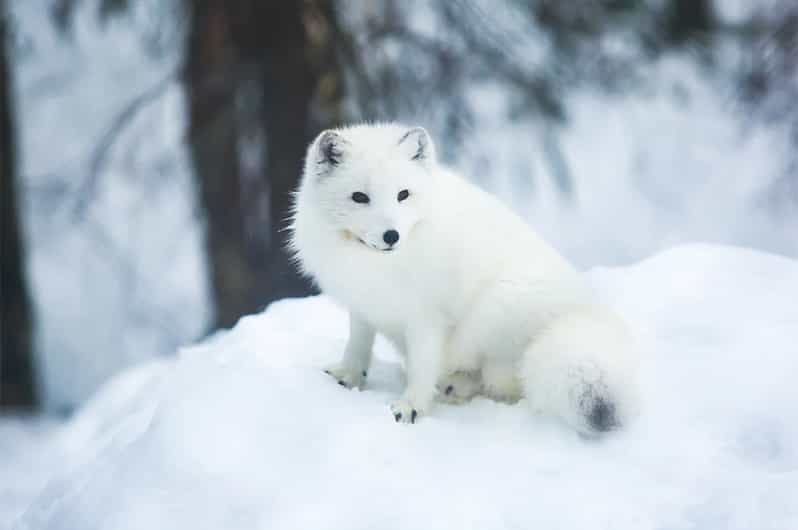 Rovaniemi: Arctic Animals Sleigh Rides and Wildlife Zoo - Exploring Ranua Wildlife Park in winter