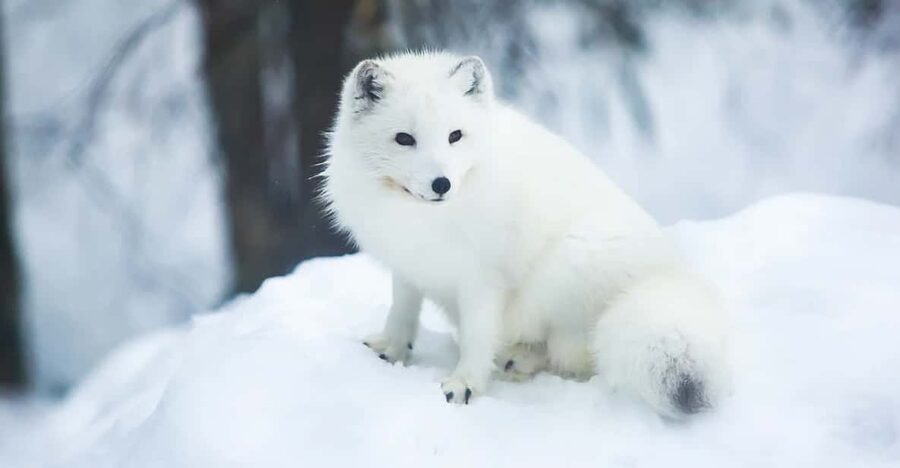 Rovaniemi: Arctic Animals Sleigh Rides and Wildlife Zoo - Price, pace, and who gets the most from it
