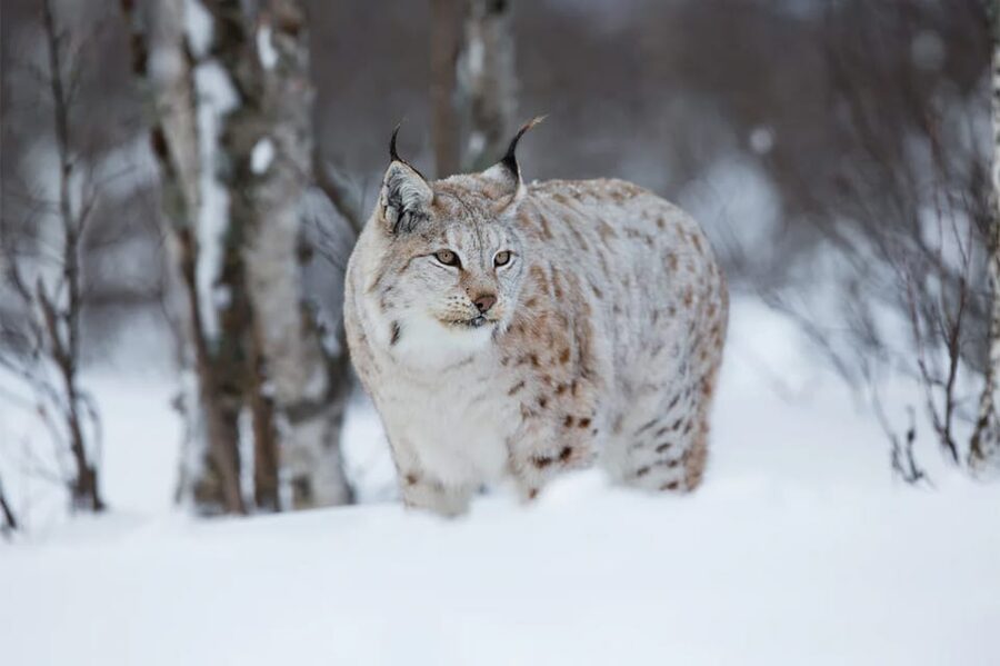 Rovaniemi: Arctic Animals Sleigh Rides and Wildlife Zoo - Should you book this Arctic animal day?