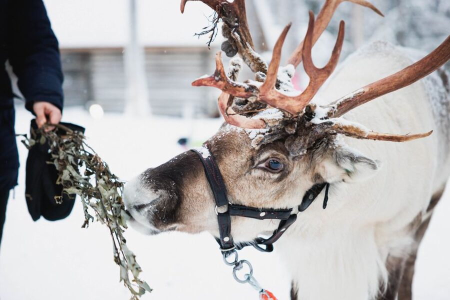 Rovaniemi: Arctic Circle Highlights by Snowmobile - Why this seven-hour combination works