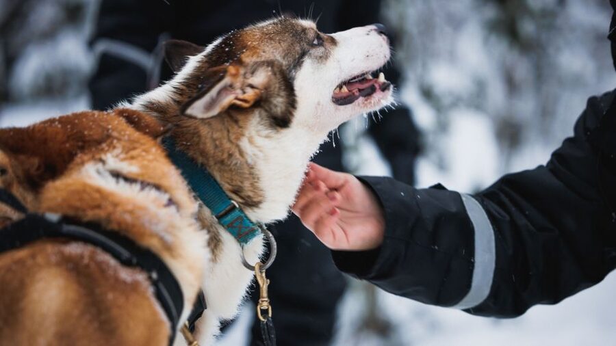 Rovaniemi: Arctic Circle Highlights by Snowmobile - Alaskan Huskies in motion