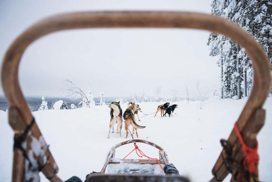Rovaniemi: Arctic Circle Long Trail Husky Adventure - Taking the musher’s place on a 7 km route