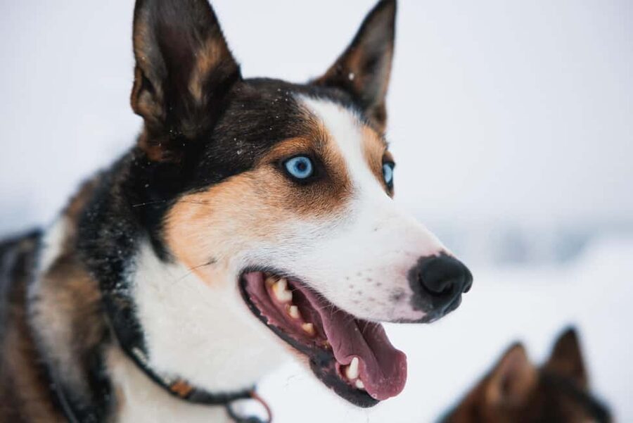Rovaniemi: Arctic Circle Long Trail Husky Adventure - Warm drinks and time with the dogs