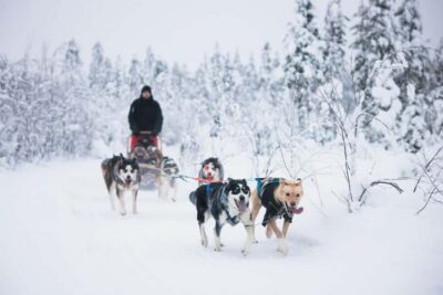 Arctic Circle Long Trail Husky Adventure