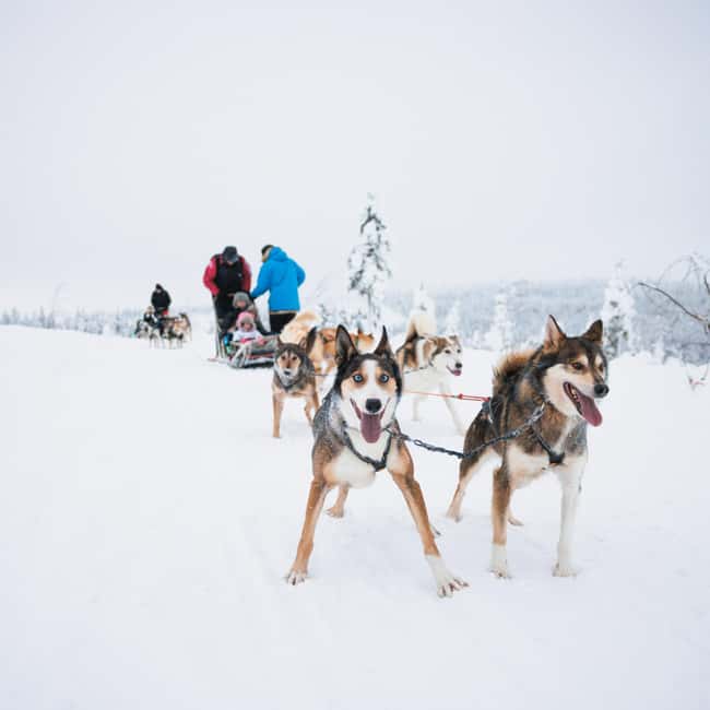 Rovaniemi: Arctic Circle Long Trail Husky Adventure - What the small group changes