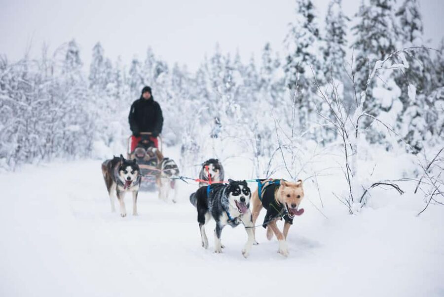 Rovaniemi: Arctic Circle Long Trail Husky Adventure - The sled run and driver change