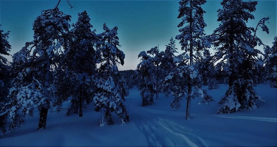Rovaniemi: Aurora Hunting Tour in the Forest with Hot Drinks - Key points before you book